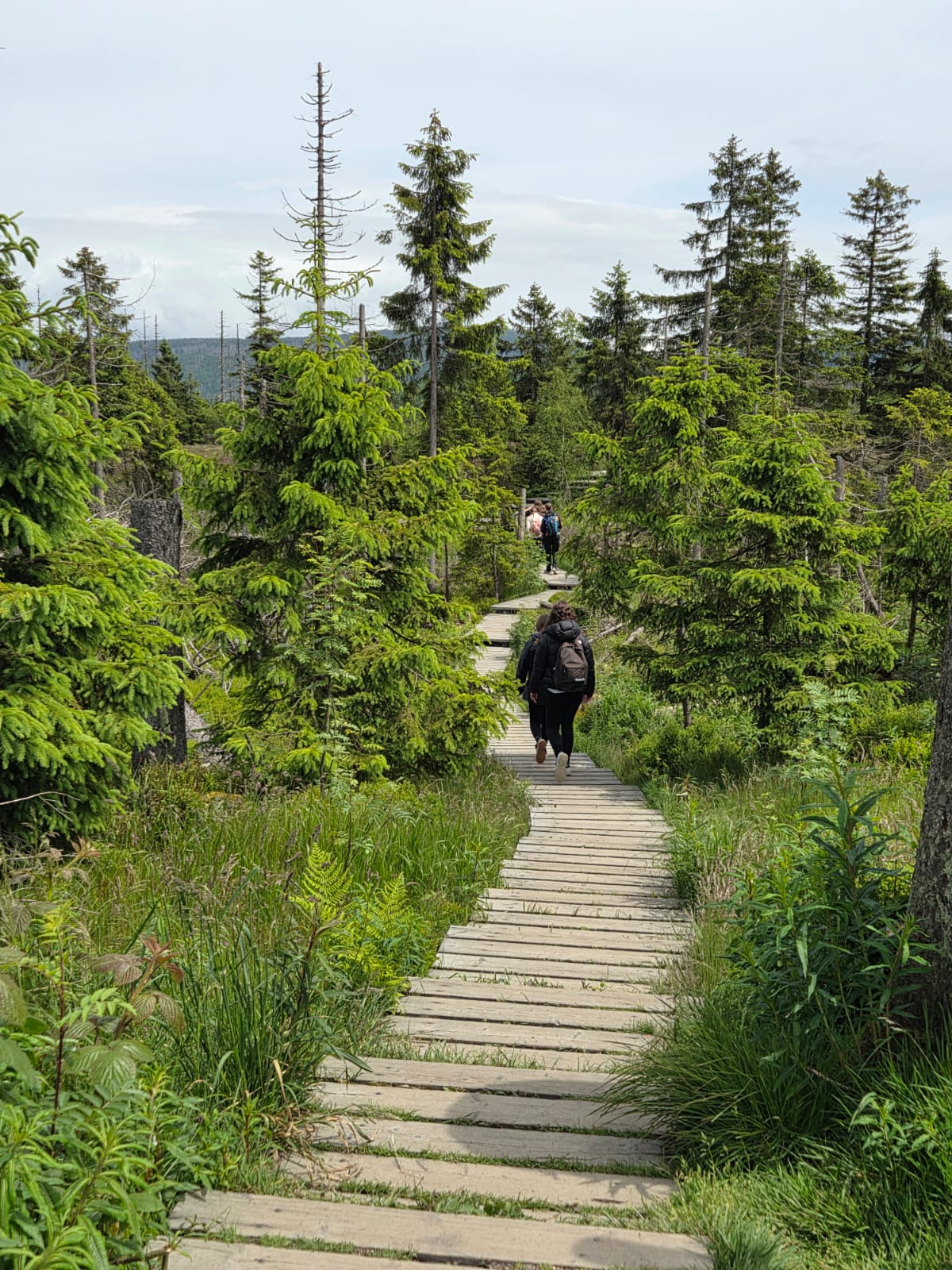Harz