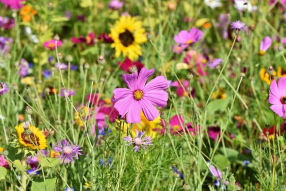 Blumen