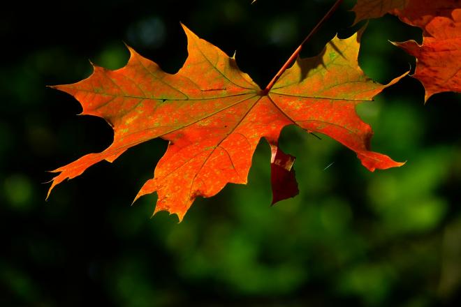 Öffnungszeiten während der Herbstferien 2014
