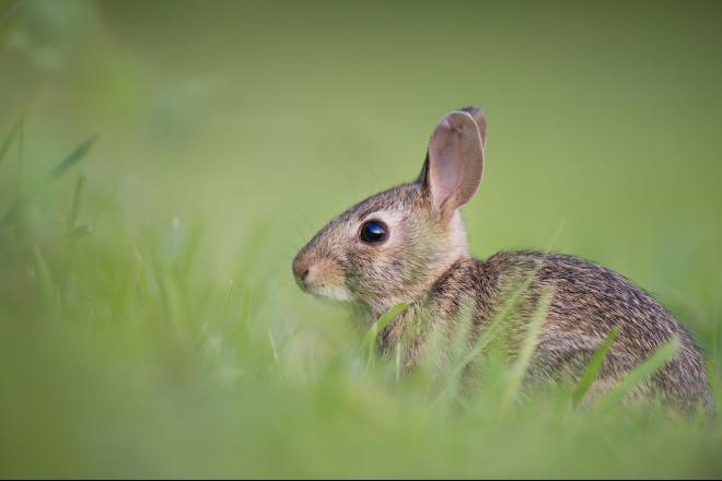 Ostern